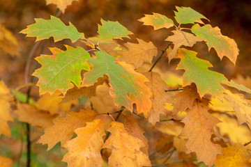 Zeist, Utrecht/The Netherlands - October 21 2018: Forest leaves in autumn colors