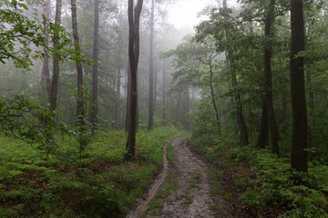 Obraz premium Wet trail 1