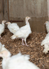 junge Puten im Stall, Landwirtschaft Pute, Geflügel