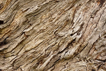 tree bark struchture