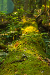 green moss on a tree