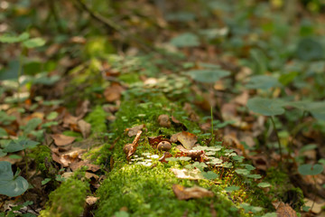 green moss on a tree