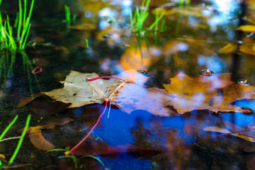 Puddle with maple leaves in autumn park