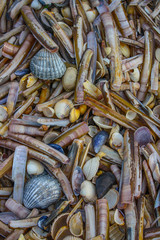 fresh fish in the sea bank