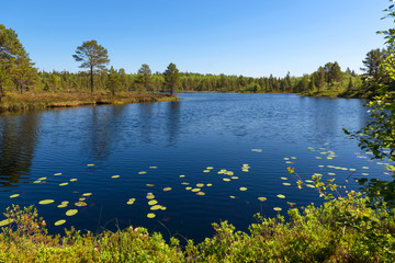Forest lake and vegetation on Anzersky Island, Arkhangelsk Region, Russia