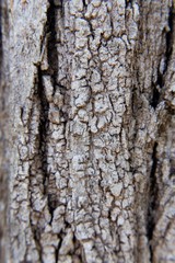 Obraz premium Gray tree bark