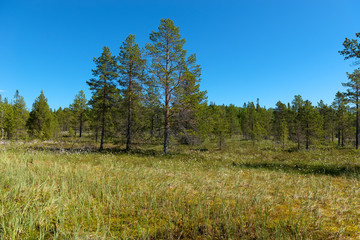 Forest swamp on Anzersky Island, Arkhangelsk Region, Russia