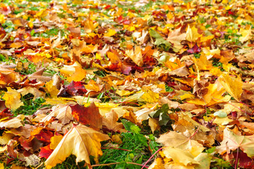 Maple leaves cover background in autumn