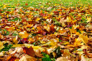 Maple leaves covering grass background in autumn