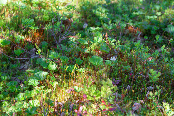 Flora in the forest swamp on Anzersky Island, Arkhangelsk Region, Russia