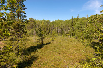 Forest swamp on Anzersky Island, Arkhangelsk Region, Russia