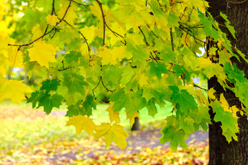 Vivid autumn maple foliage