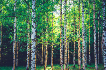 Fototapety  Letni widok na las brzozowy z Sotkamo, Finlandia.