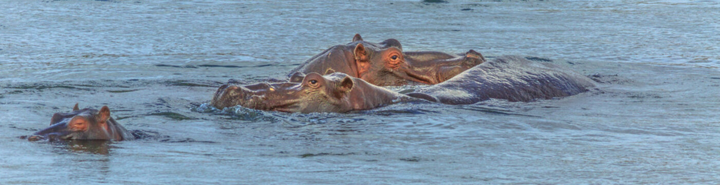Panorama of Cape hippopotamus or South African hippopotamus swimming in the river. Kruger National Park, South Africa. The Hippo is a semiaquatic mammal and most dangerous mammal in Africa.