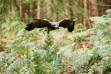 Harris Hawk in captivity