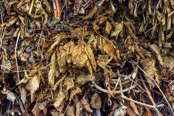 A pile of dry leafs and branches