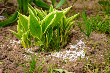 Plant growing with chemical fertilizer