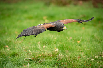 Harris Hawk in captivity