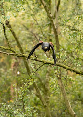 Harris Hawk in captivity