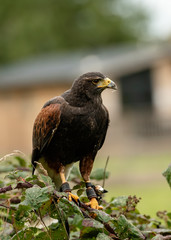Harris Hawk in captivity