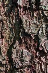 Rough tree bark in the sidelight