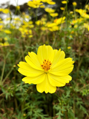 キバナコスモスの花（レモンブライト）