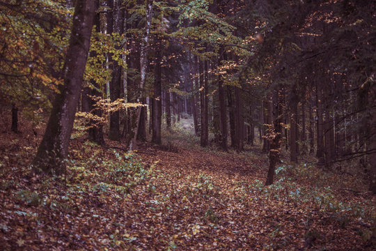 Autumn in a forest on a rainy day in Aalen Germany