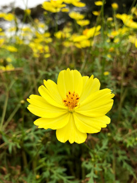 キバナコスモスの花 レモンブライト Stock Photo Adobe Stock
