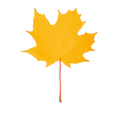 maple leaf bright on white background