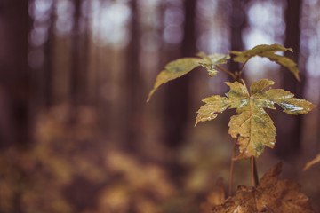 Yellow leaves on a mossy tree trunk in the woods behind Aalen Germany