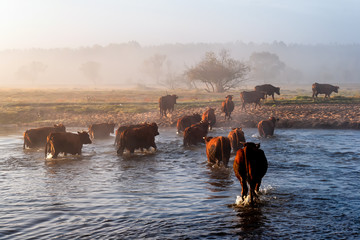 Jesień w Dolinie Górnej Narwi - Podlasie - Polska © podlaski49