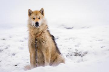 Greenlandic polar sledding dog sitting on the chain in snow, Sisimiut, Greenland © vadim.nefedov