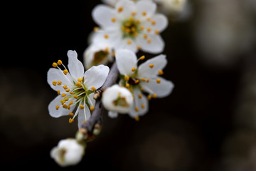 Blossom 2