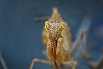 Ameles spallanzania, European dwarf mantis, is a species of praying mantis belonging to the genus...