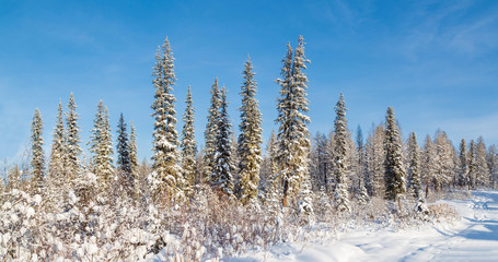 Fabulous winter forest