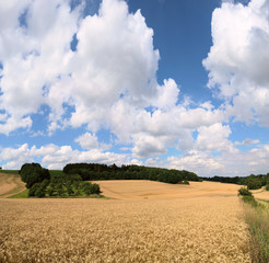 Wheat field in Germany on a nice summer day