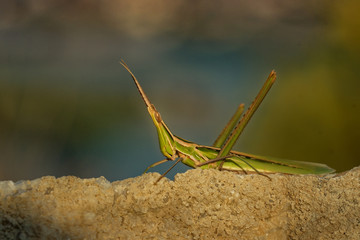 Acrida ungarica - species of grasshopper found in southern and central Europe. Known as the cone-headed grasshopper, nosed grasshopper, or Mediterranean slant-faced grasshopper