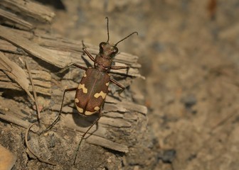 Tiger Beetle - Cicindela sylvicola  - ground beetle native to Europe