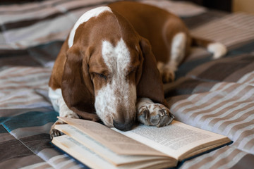 Intellectual dog reading book. Intelligent Basset hound reading in bed and learning reading content
