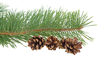 Fototapeta premium pine branch and cones on a white background