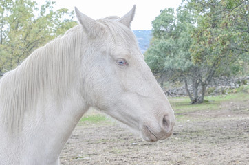 Equus ferus caballus. Lateral view of white horse (albino) with beautiful blue eyes (Heterochromia and horizontal pupil). Looking at the camera. Overcast day. Rural scene. Farming. Natural scene.