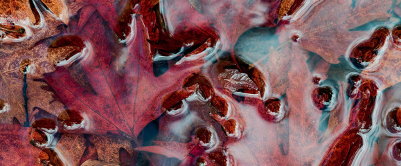Fototapeta na wymiar Red autumn leaves
