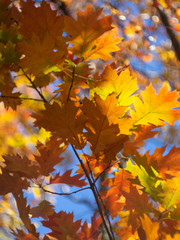 Fototapeta na wymiar Yellow, orange and red autumn leaves backlit by sunlight against a blue sky
