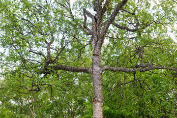 Birch in the shape of a cross on Mount Calvary on Anzersky Island, Solovki Islands, Arkhangelsk Region, Russia