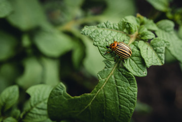 Colorado potato beetle eats potato leaves potatoes in the garden. Pests and parasites destroy crops in agriculture