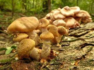 Toadstools in forest