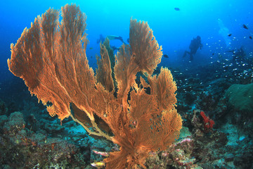 Scuba divers underwater on coral reef 