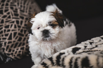 Small pure breed Shi Tzu 