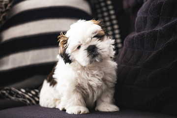 Small pure breed Shi Tzu funny puppy
