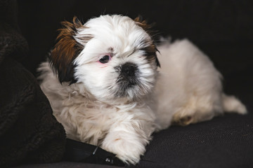 Small pure breed Shi Tzu pet